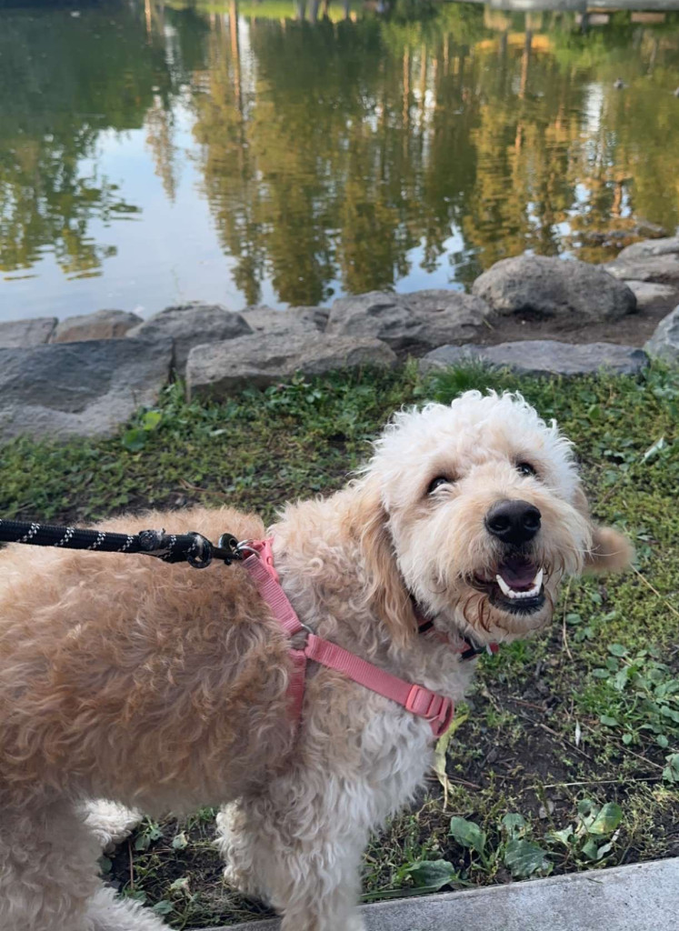 Photo of Brady's Dog Ellie Near at the Park